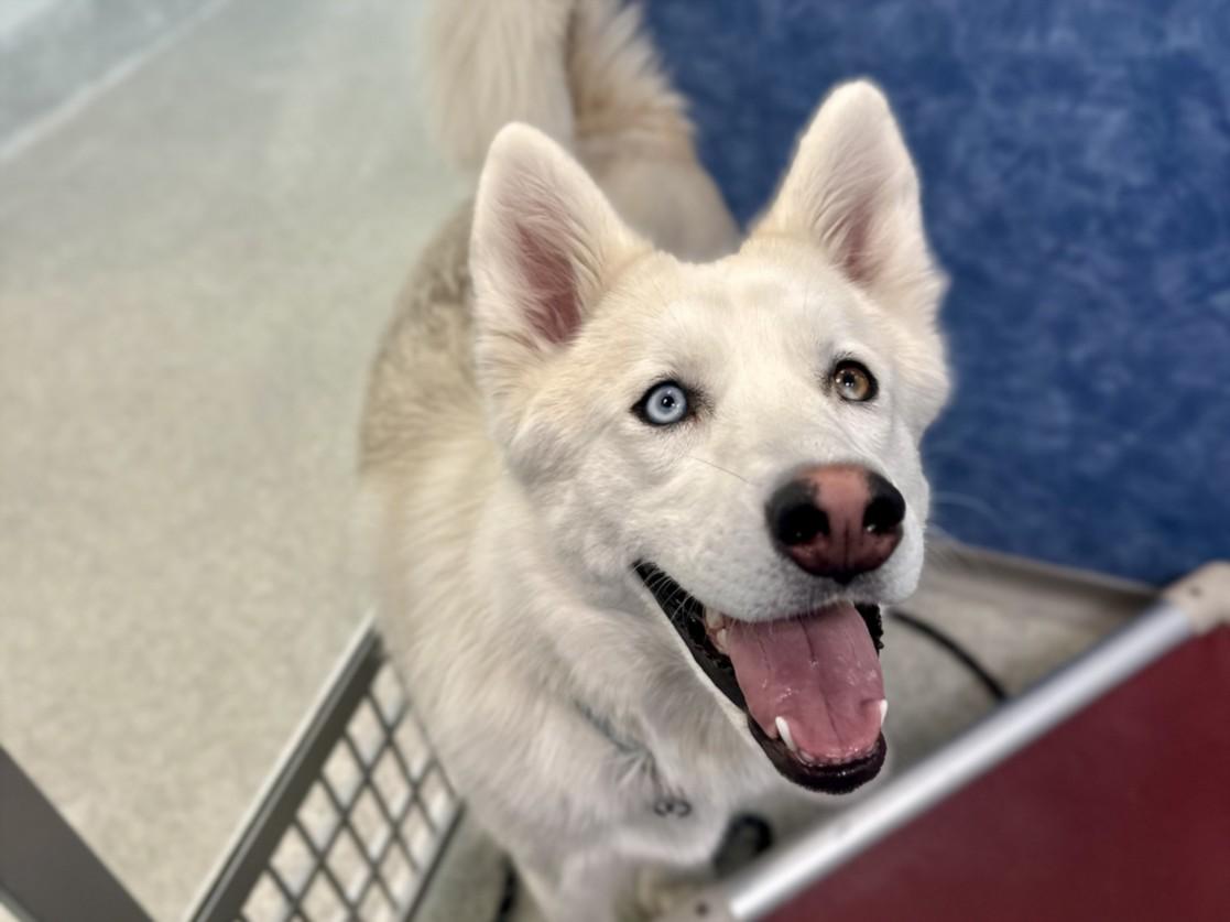 Enlarge NOVA, a Adoptable Siberian Husky in Loveland, CO image 1/1
