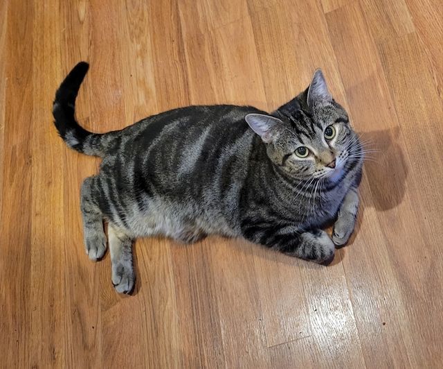 Enlarge Busby, a Adoptable mixed breed in Omaha, NE image 1/10