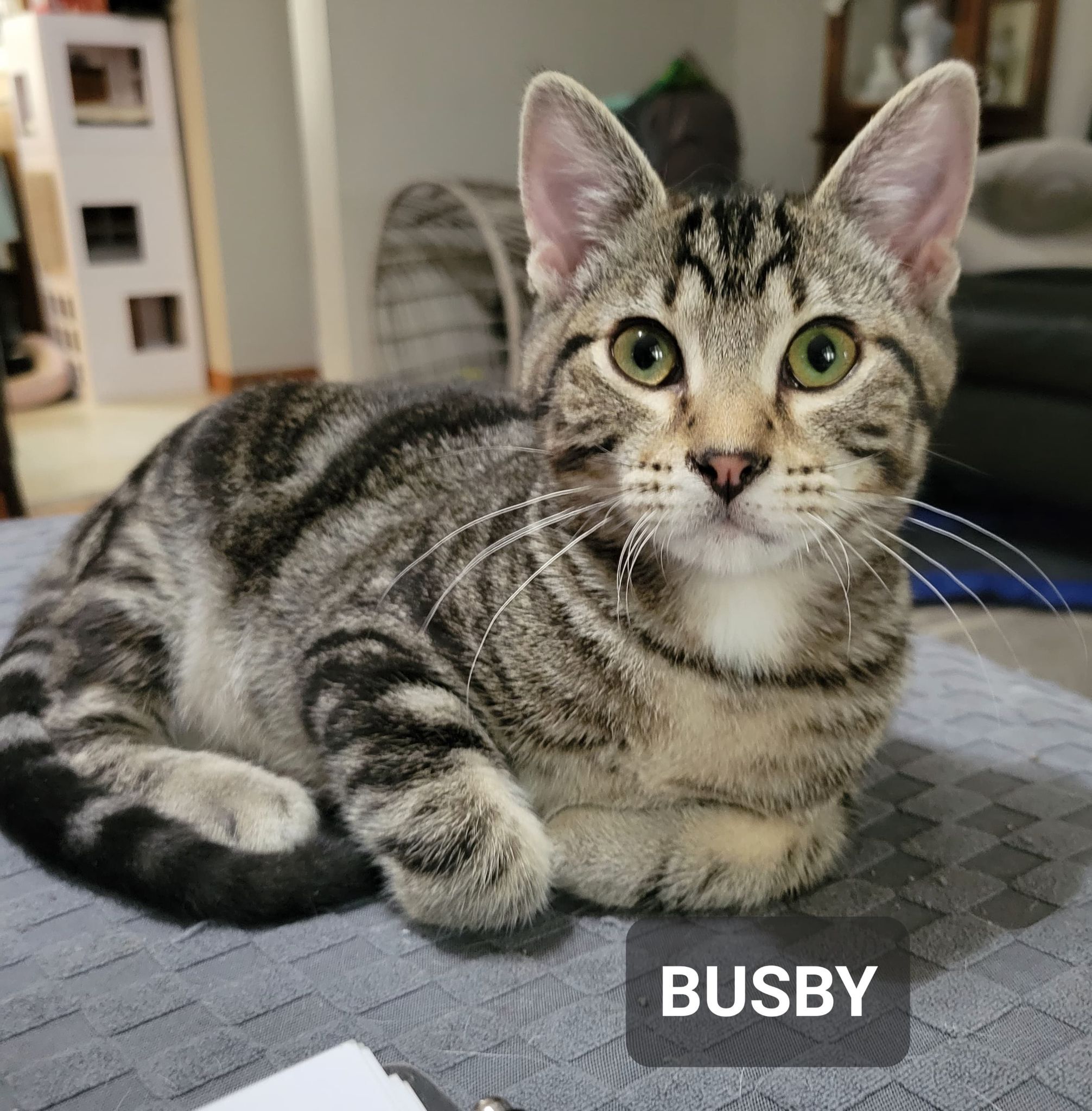 Enlarge Busby, a Adoptable mixed breed in Omaha, NE image 2/10