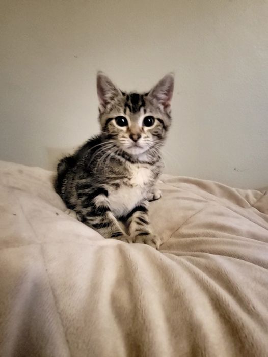 Busby, Adoptable, Adult Male Domestic Short Hair & Tabby.