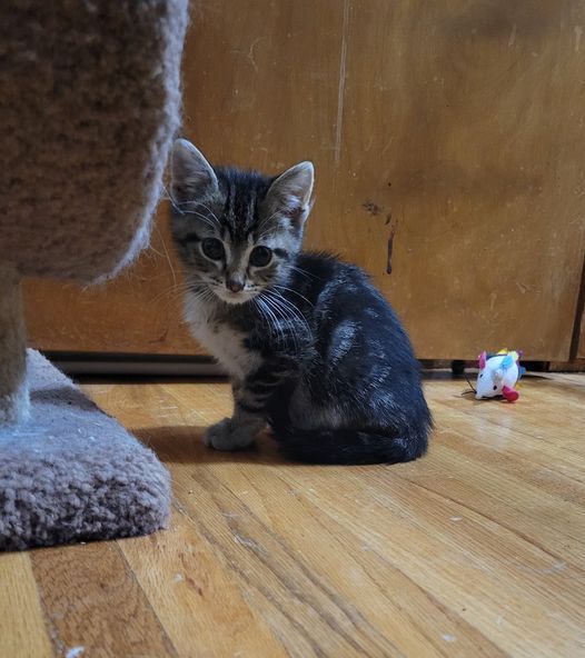 Enlarge Busby, a Adoptable mixed breed in Omaha, NE image 4/10