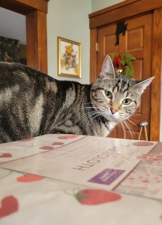 Enlarge Busby, a Adoptable mixed breed in Omaha, NE image 6/10