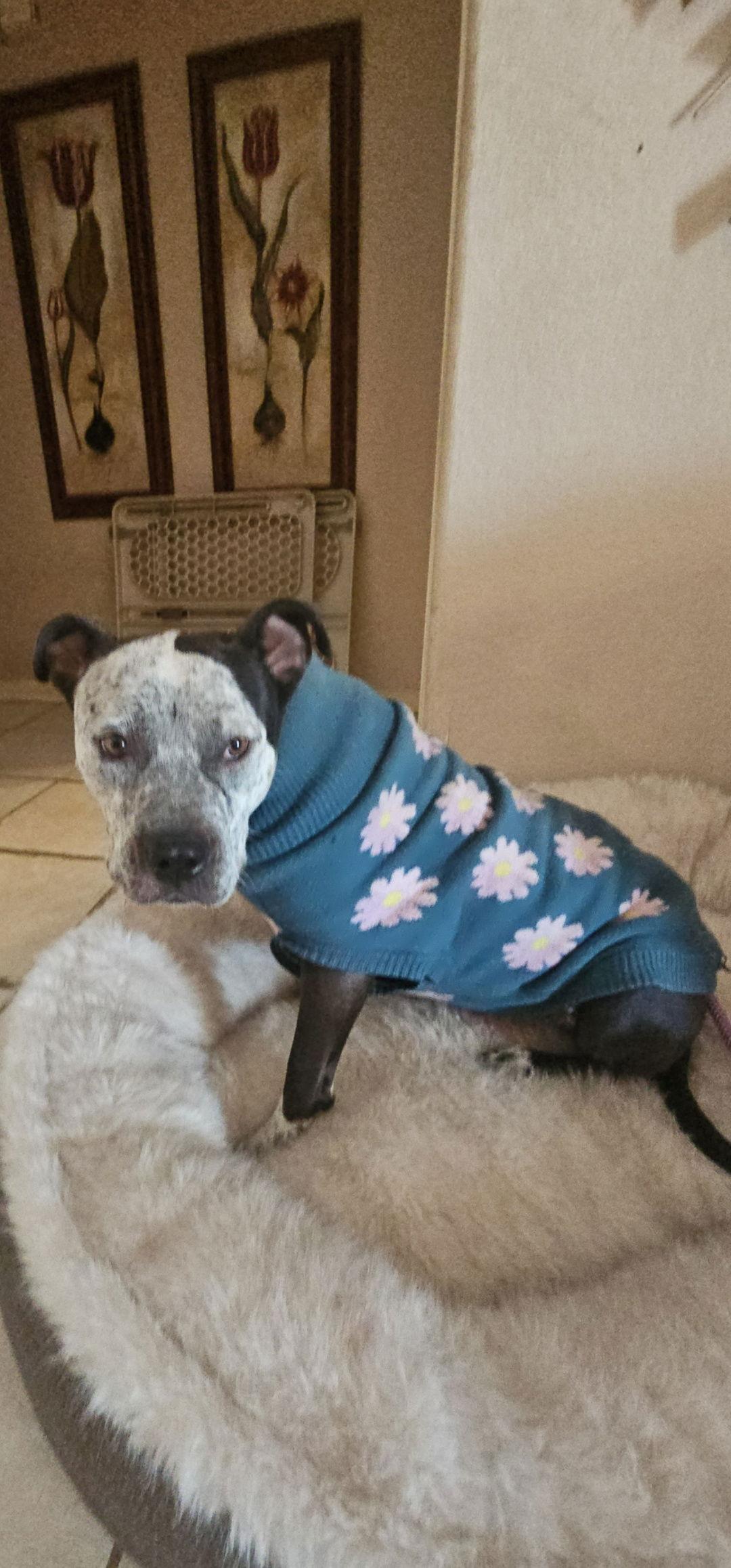 Enlarge BONNIE #4, a Adoptable Pit Bull Terrier in Chandler, AZ image 1/3