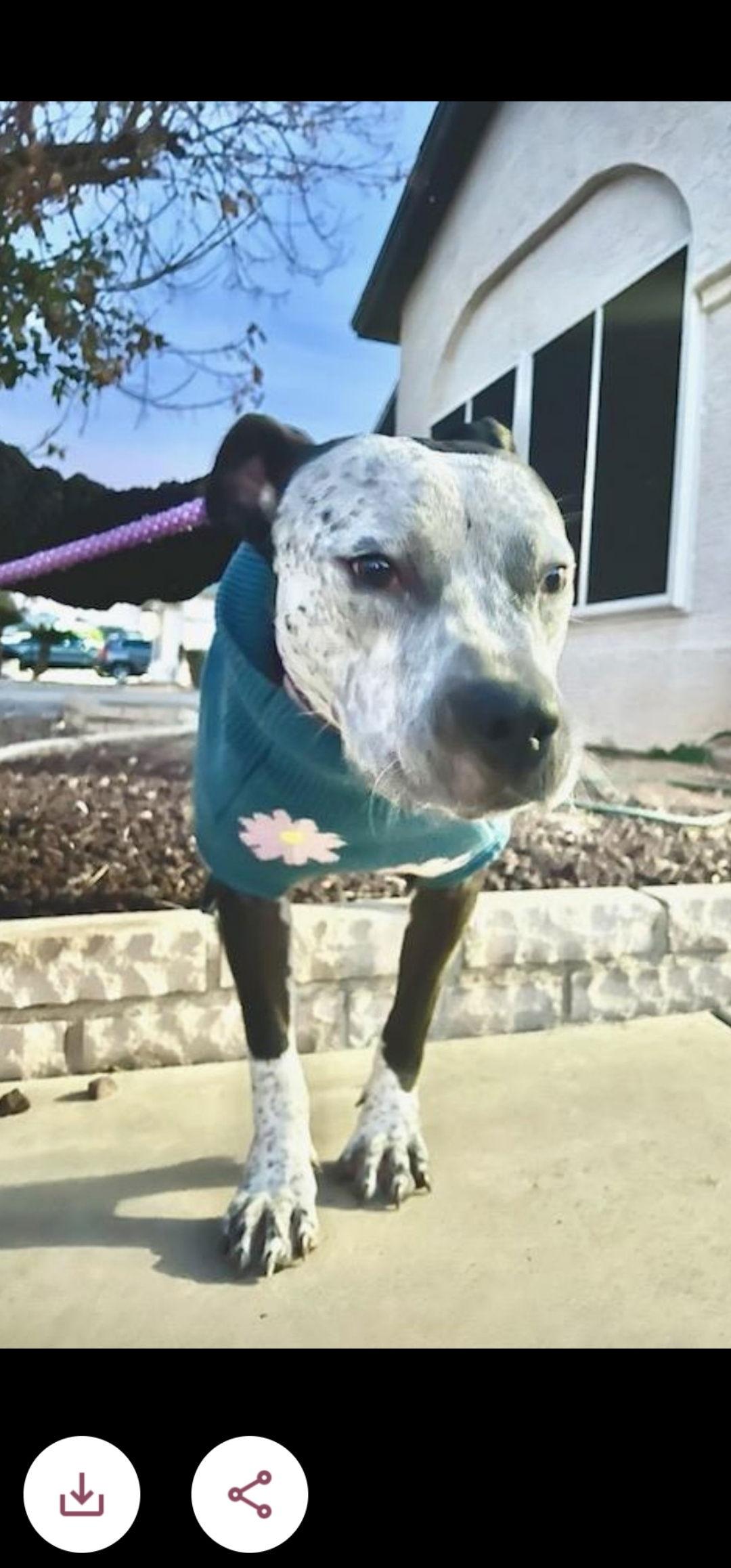 Enlarge BONNIE #4, a Adoptable Pit Bull Terrier in Chandler, AZ image 2/3