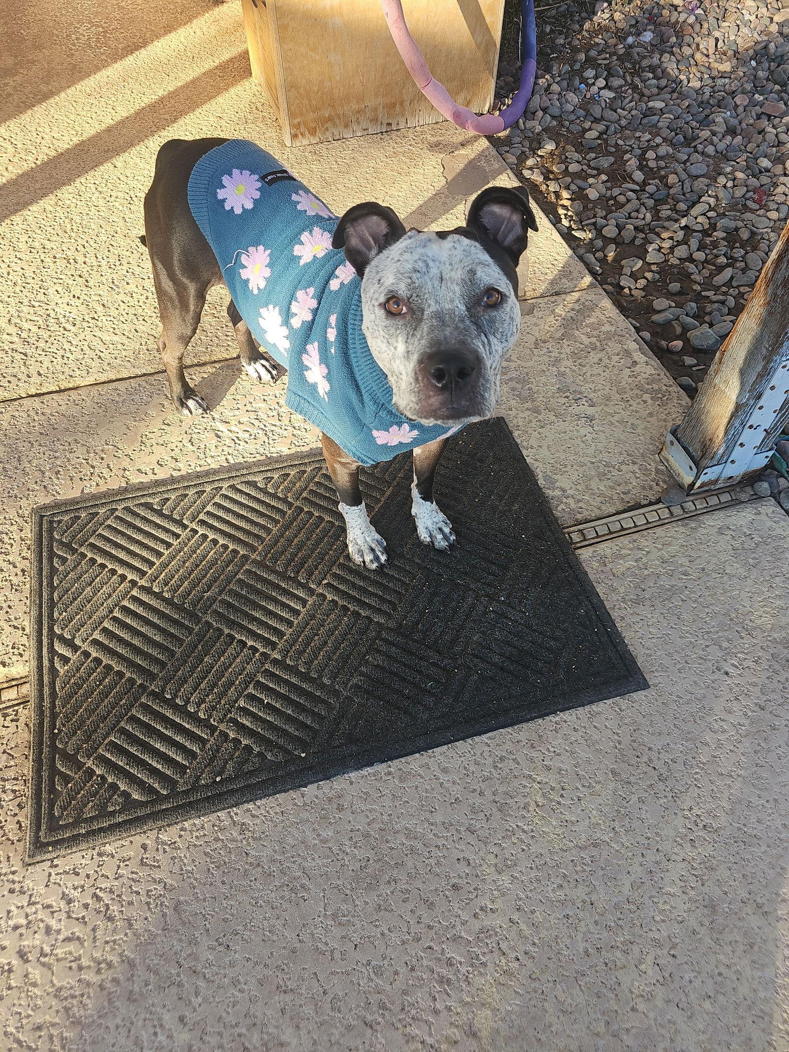 BONNIE #4, Adoptable, Adult Female Pit Bull Terrier.