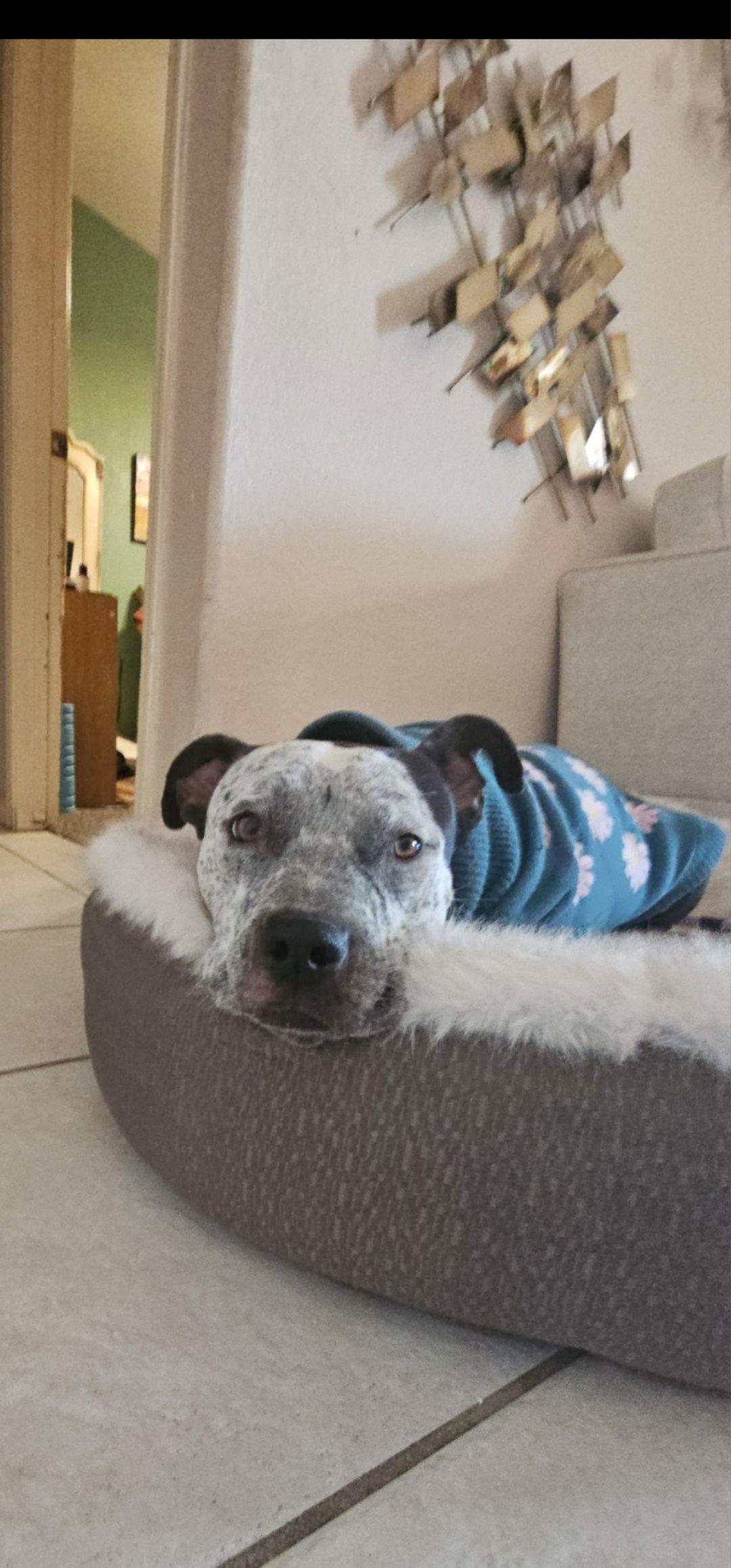 Enlarge BONNIE #4, a Adoptable Pit Bull Terrier in Chandler, AZ image 3/3