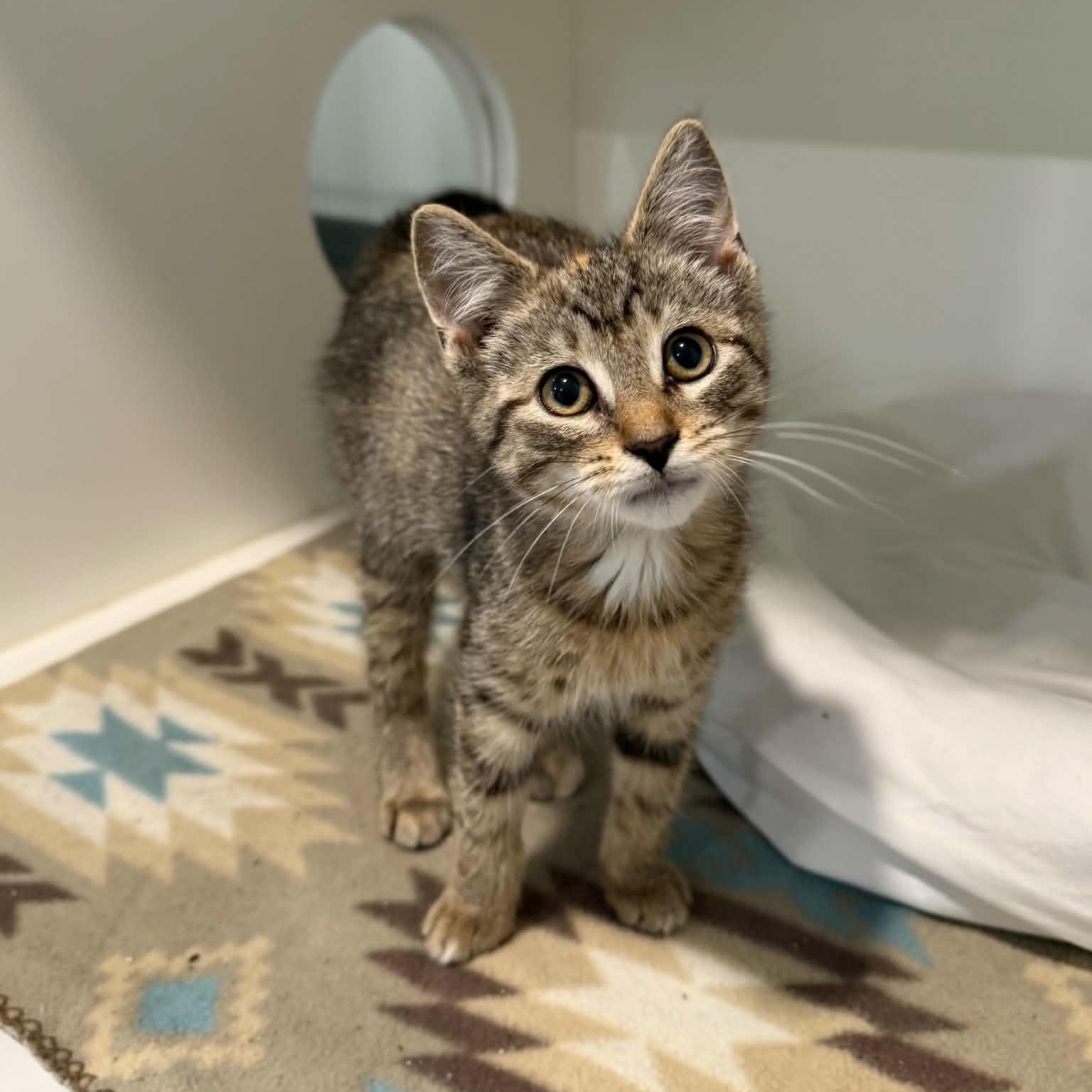 Yara, an adopted mixed breed in Penn Yan, NY image 4/5