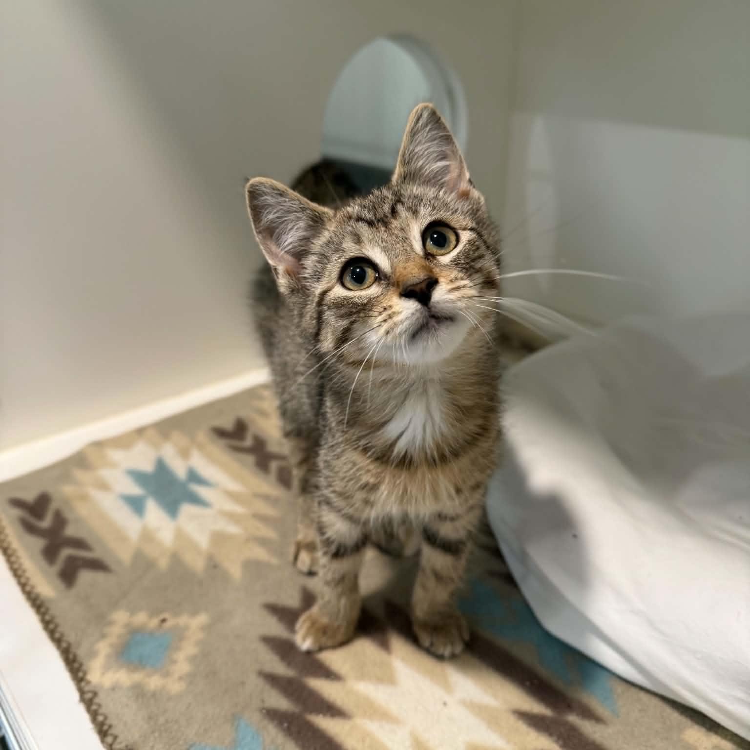 Yara, adopted, Kitten Female Domestic Short Hair & Tabby.