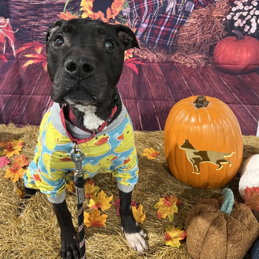 Biscuit, Adoptable, Senior Male Pit Bull Terrier.