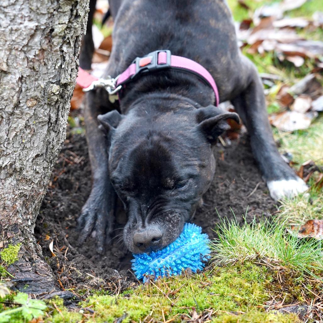 Biscuit, a Adoptable Pit Bull Terrier in Bellingham, WA image 2/6