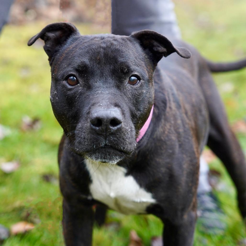 Biscuit, a Adoptable Pit Bull Terrier in Bellingham, WA image 3/6