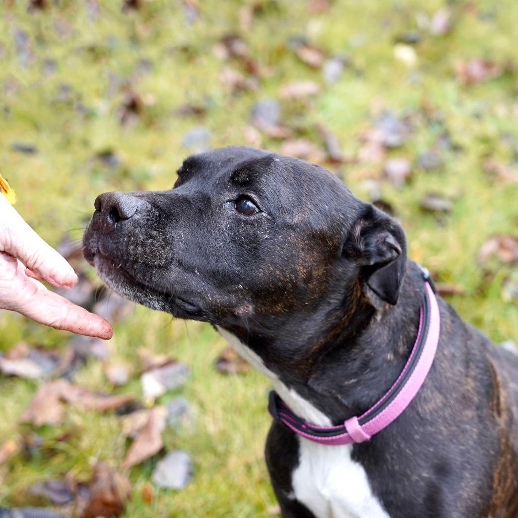 Biscuit, a Adoptable Pit Bull Terrier in Bellingham, WA image 4/6