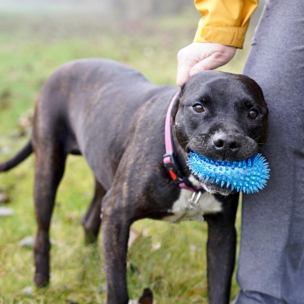 Biscuit, a Adoptable Pit Bull Terrier in Bellingham, WA image 5/6