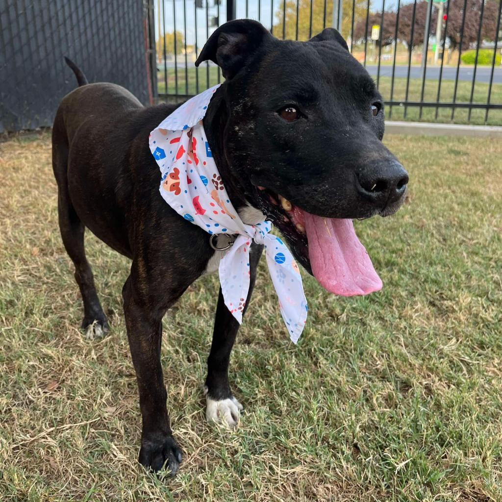 Biscuit, a Adoptable Pit Bull Terrier in Bellingham, WA image 6/6