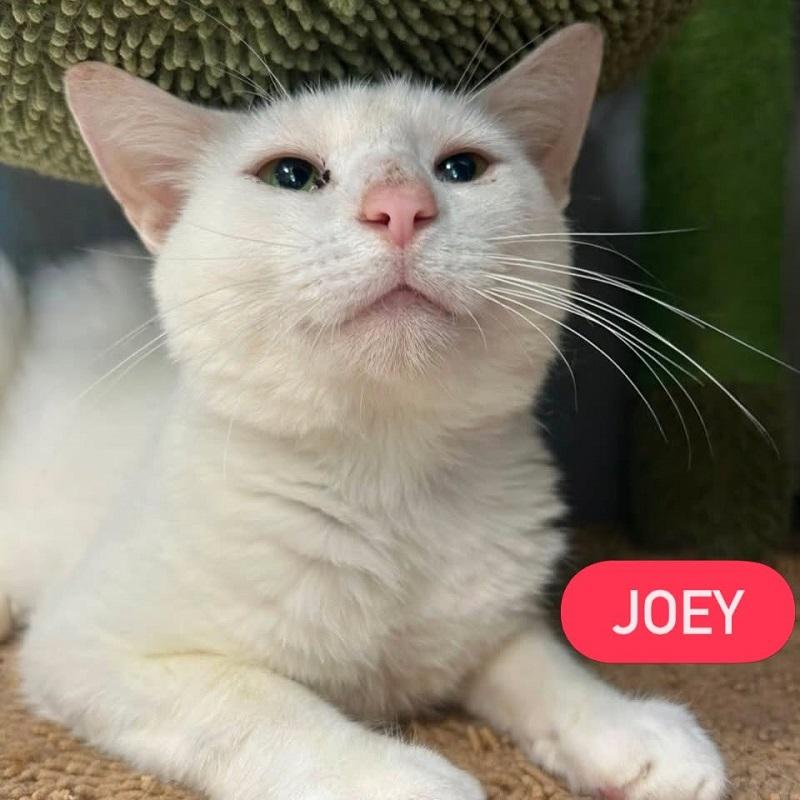 Enlarge JOEY, a ADOPTABLE Domestic Short Hair in Pegram, TN image 2/2