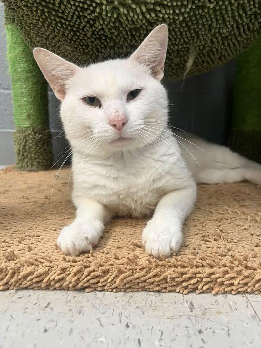 JOEY, ADOPTABLE, Adult Male Domestic Short Hair.