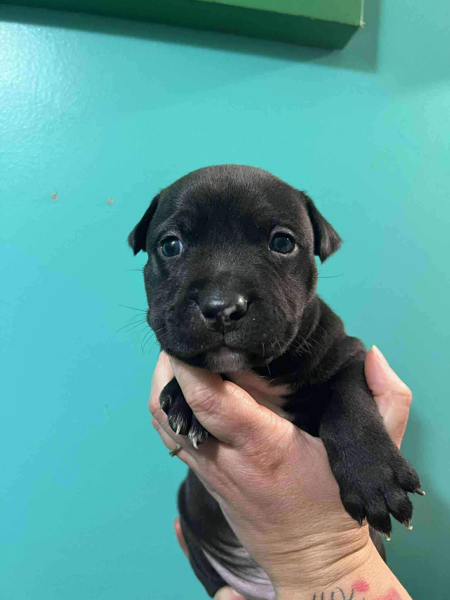 Moana, a Adopted mixed breed in Roxboro, NC image 1/2