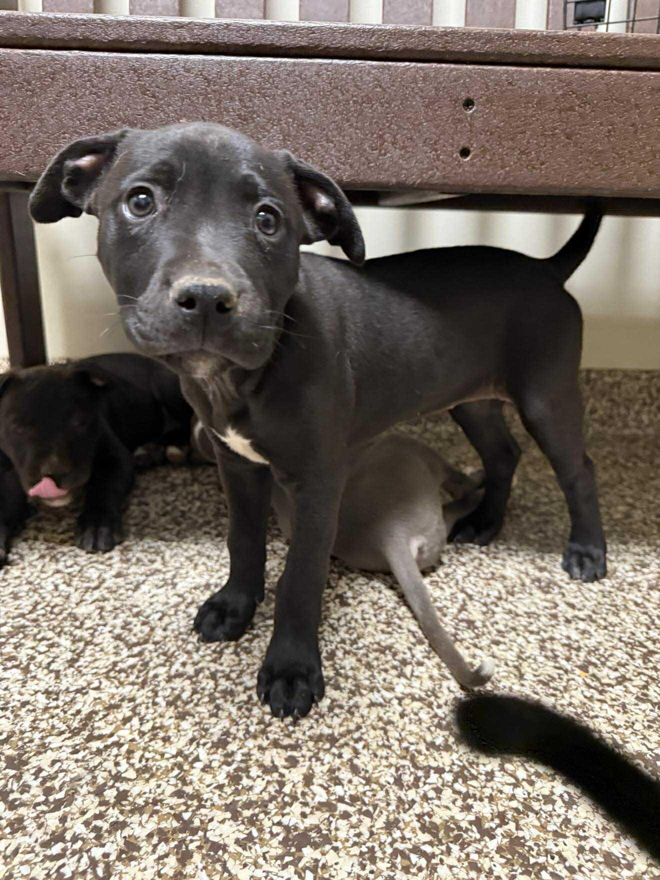 Moana, a Adopted mixed breed in Roxboro, NC image 2/2