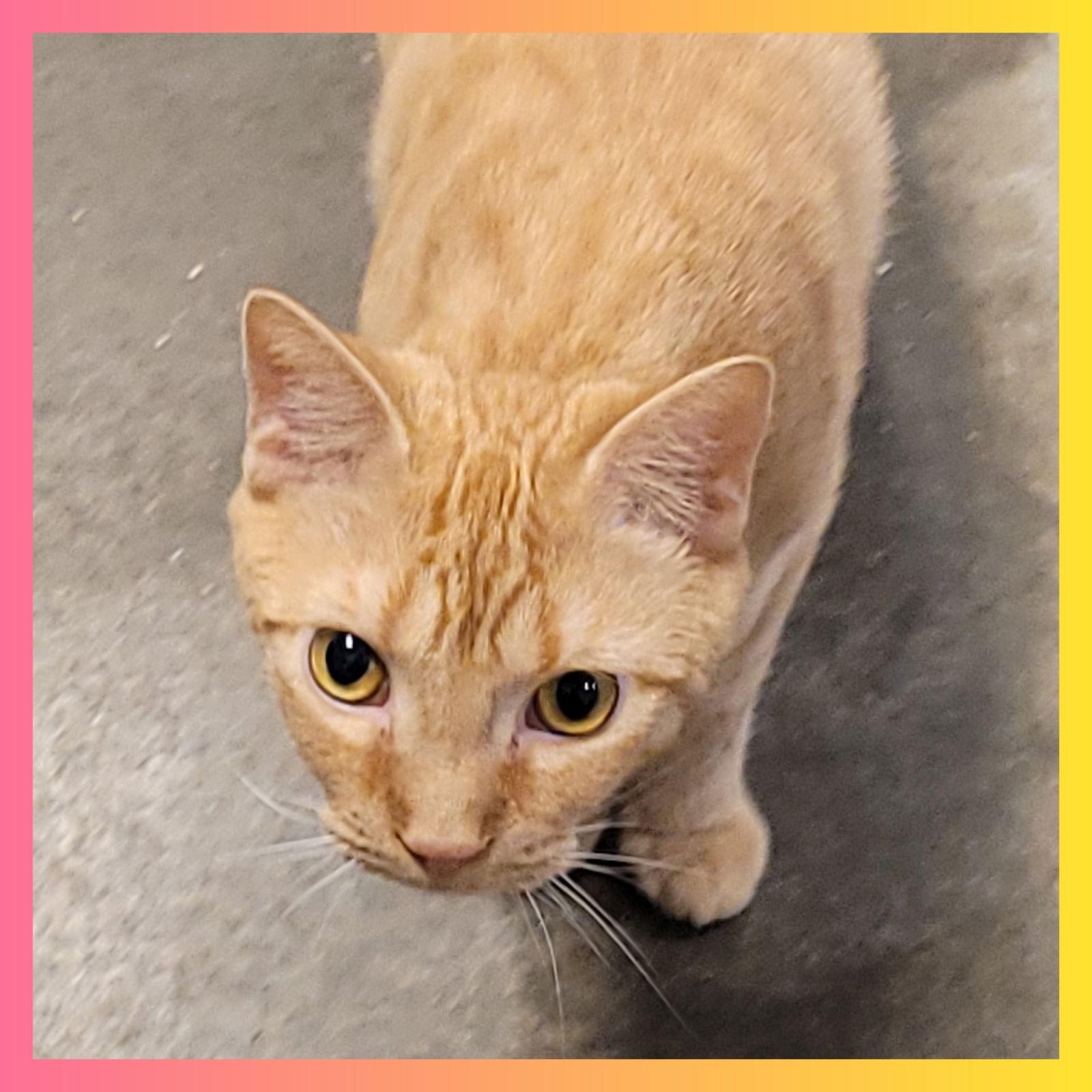 Misdemeanor, Adoptable, Adult Female Domestic Short Hair.