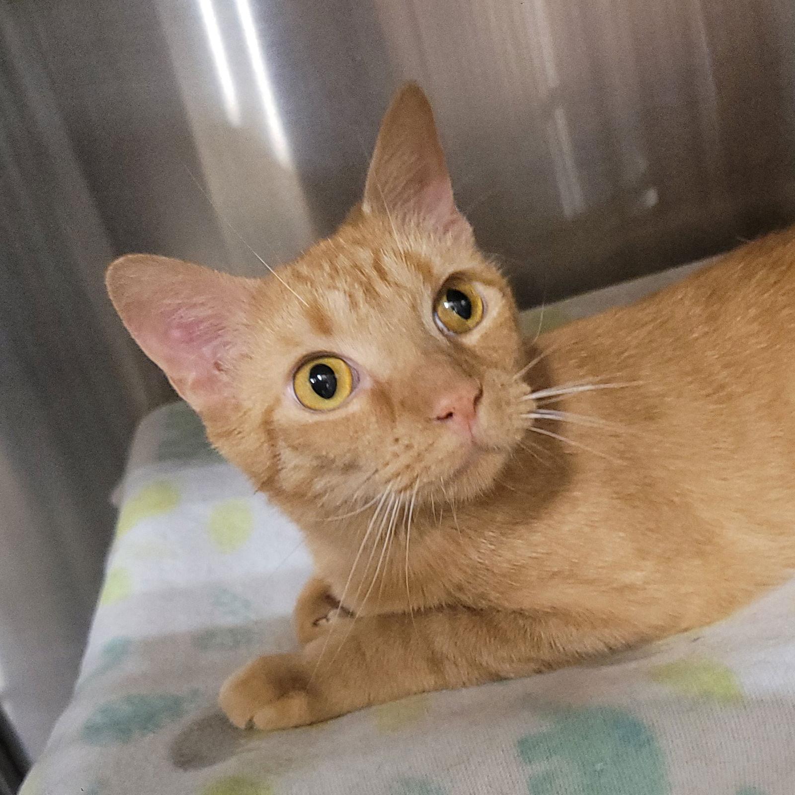 Enlarge Misdemeanor, a Adoptable Domestic Short Hair in Akron, OH image 2/3