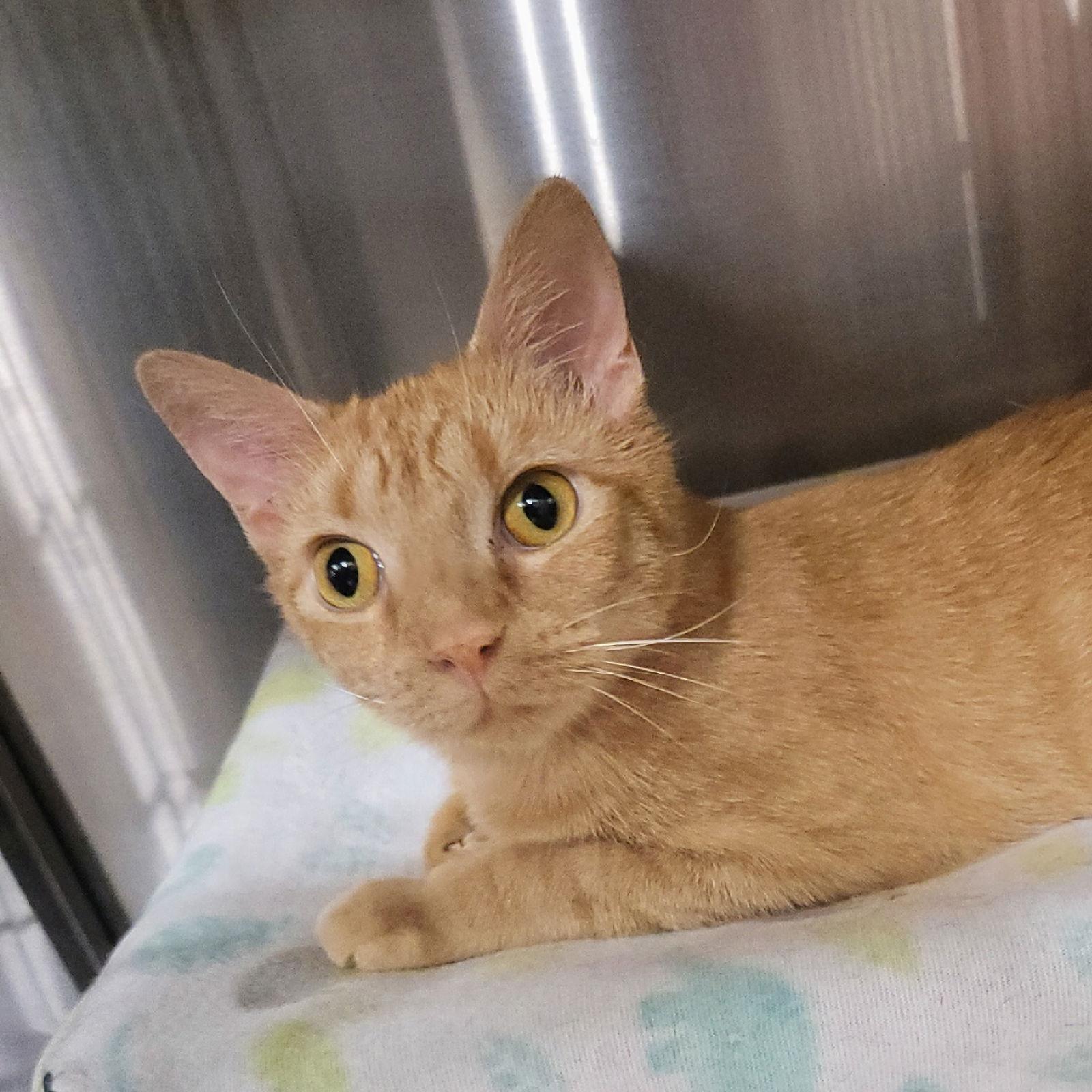 Enlarge Misdemeanor, a Adoptable Domestic Short Hair in Akron, OH image 3/3