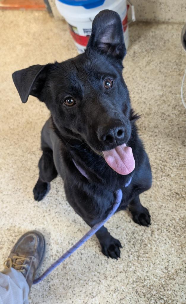 Luca, Adoptable, Young Male Labrador Retriever.