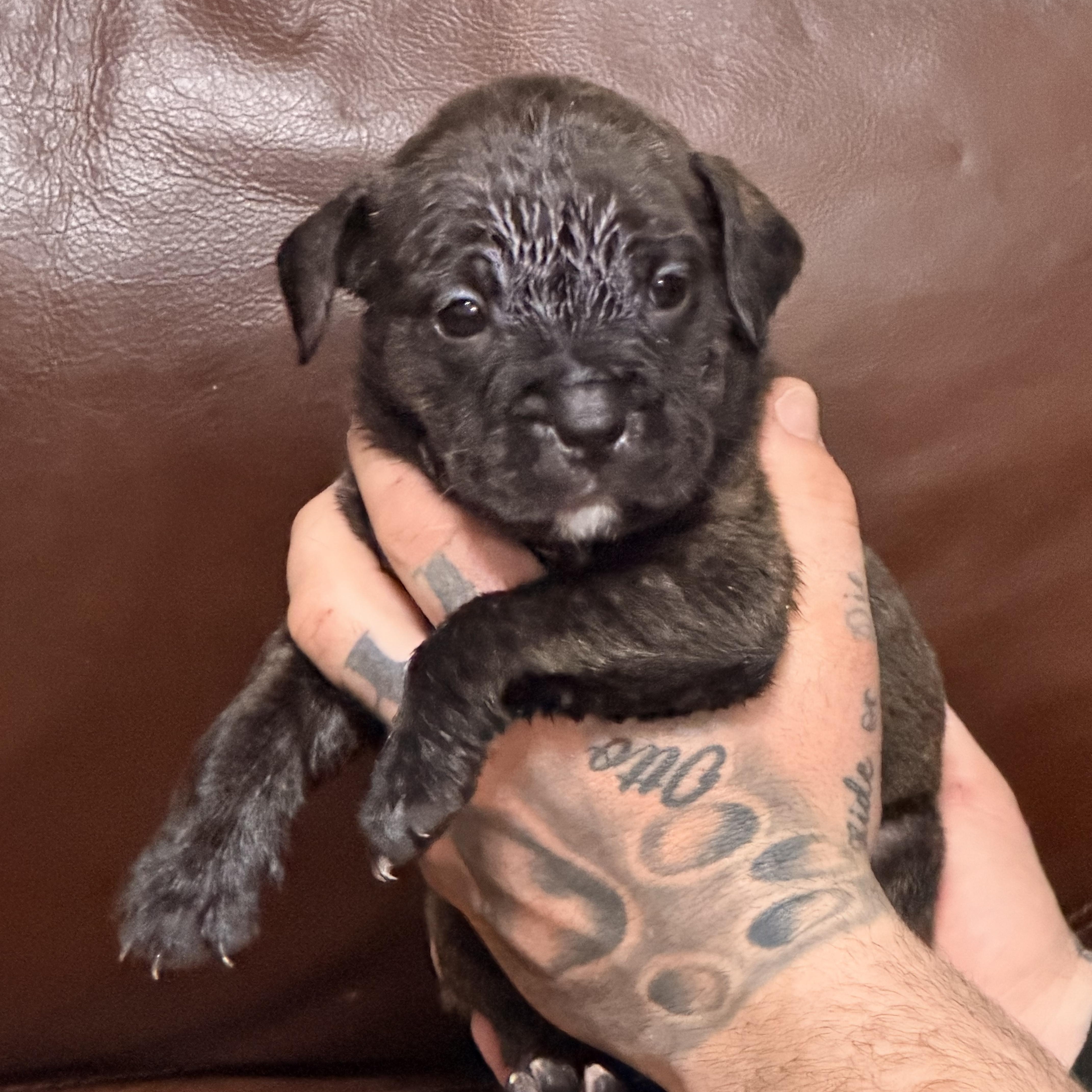 Enlarge Gidget, a ADOPTABLE mixed breed in Wilmington, IL image 2/4