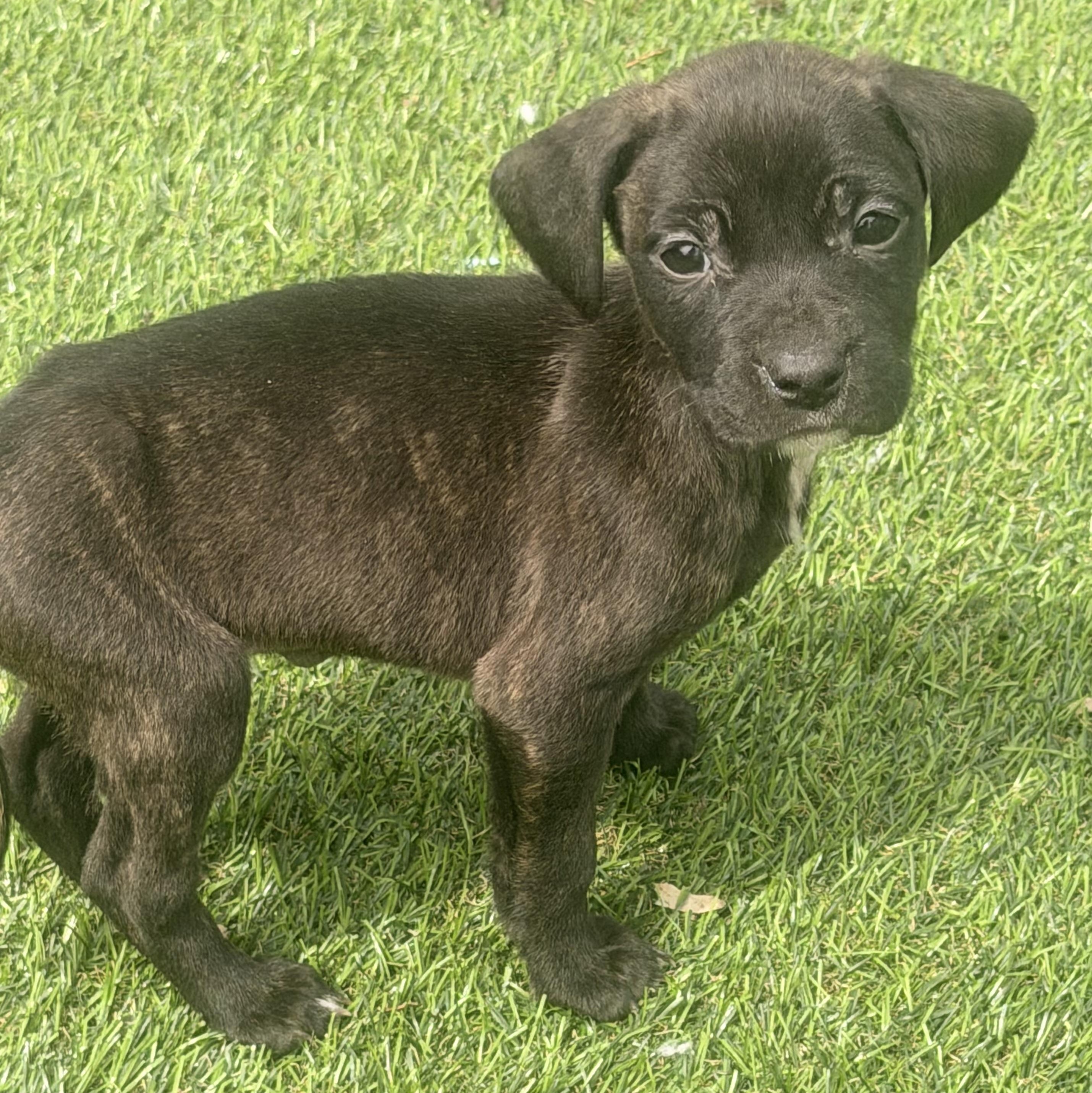 Enlarge Gidget, a ADOPTABLE mixed breed in Wilmington, IL image 2/5