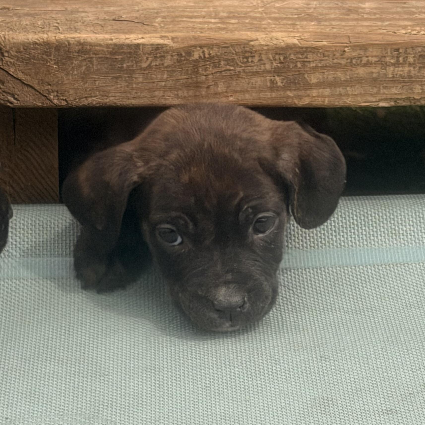 Enlarge Gidget, a ADOPTABLE mixed breed in Wilmington, IL image 4/5