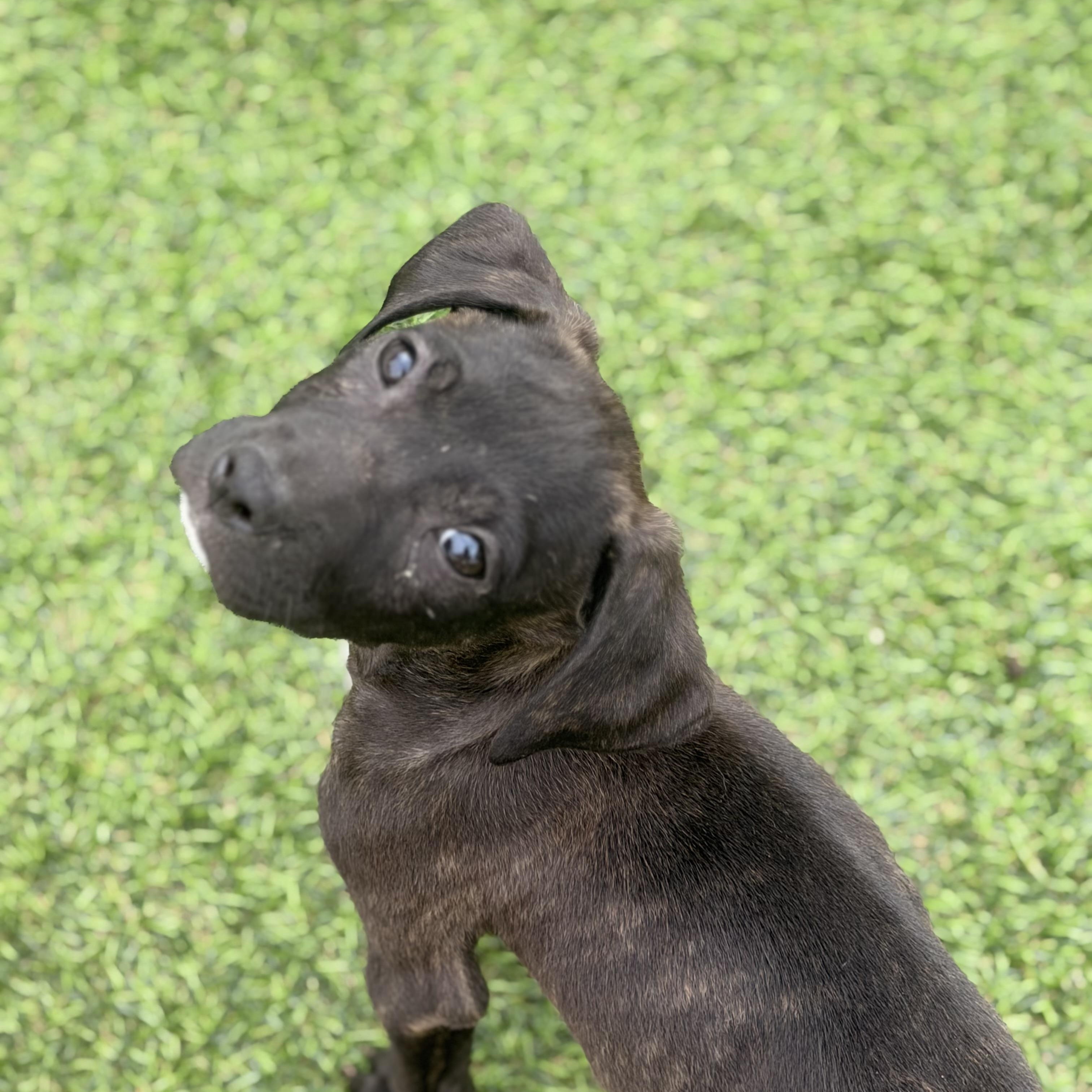 Enlarge Gidget, a ADOPTABLE mixed breed in Wilmington, IL image 5/5