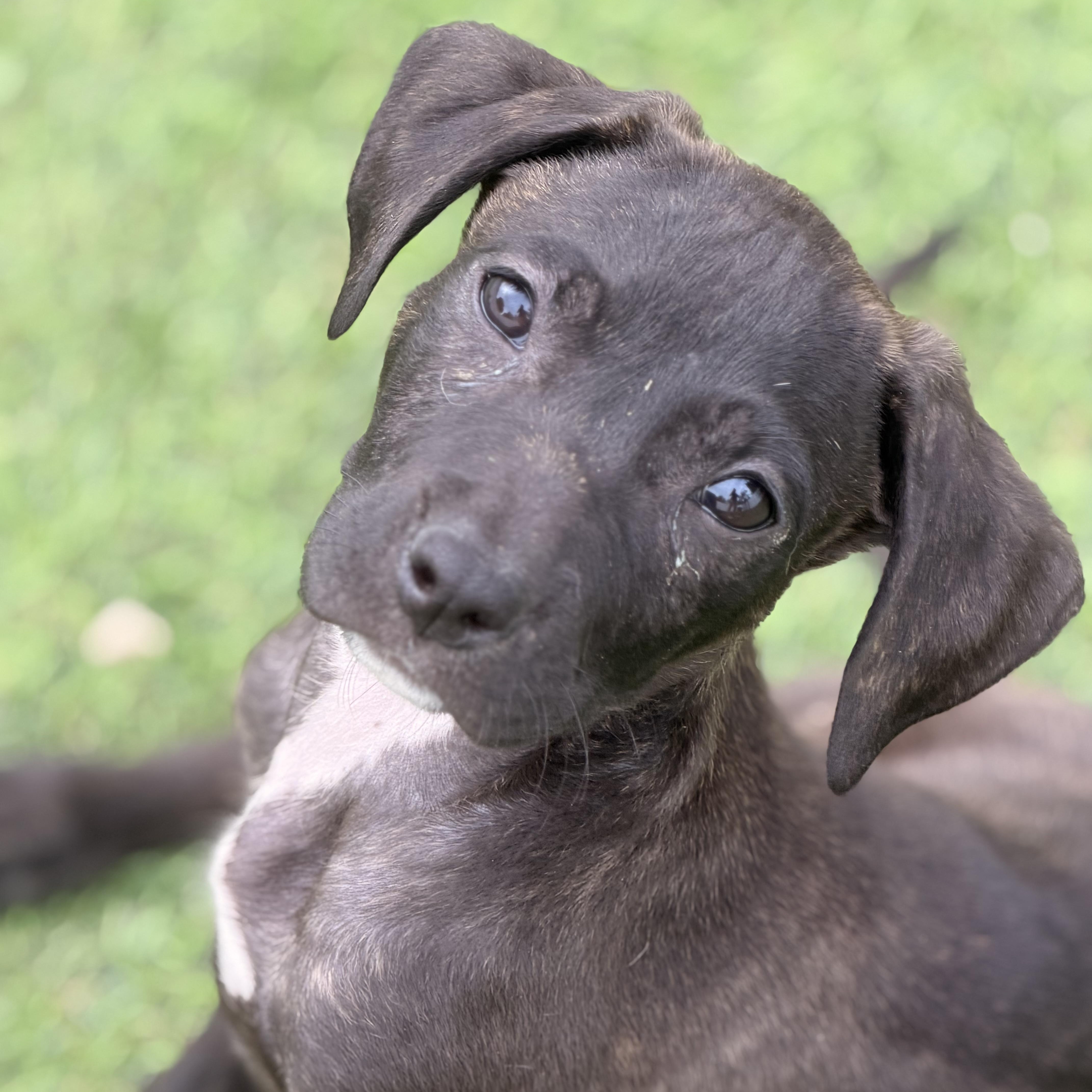 Enlarge Gidget, a ADOPTABLE mixed breed in Wilmington, IL image 1/5