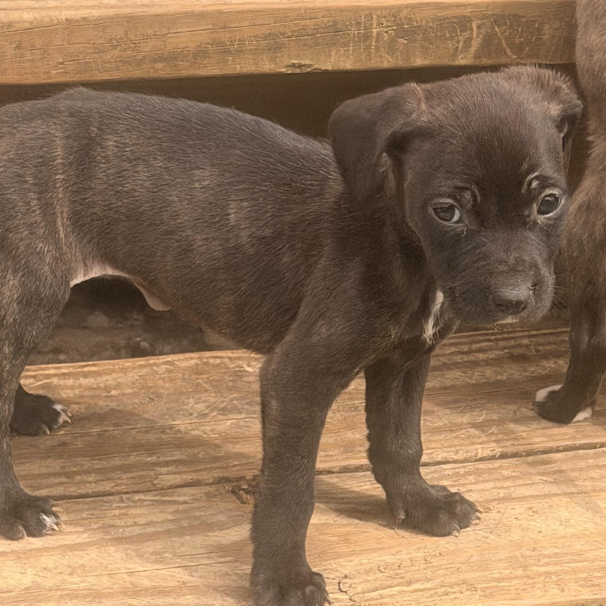 Enlarge Gidget, a ADOPTABLE mixed breed in Wilmington, IL image 3/5