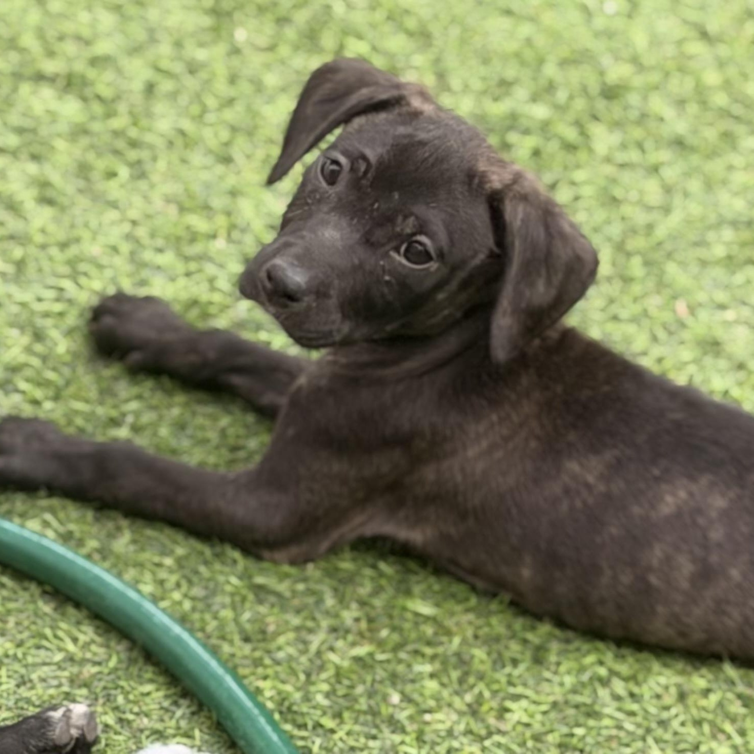 Enlarge Gidget, a ADOPTABLE mixed breed in Wilmington, IL image 4/5