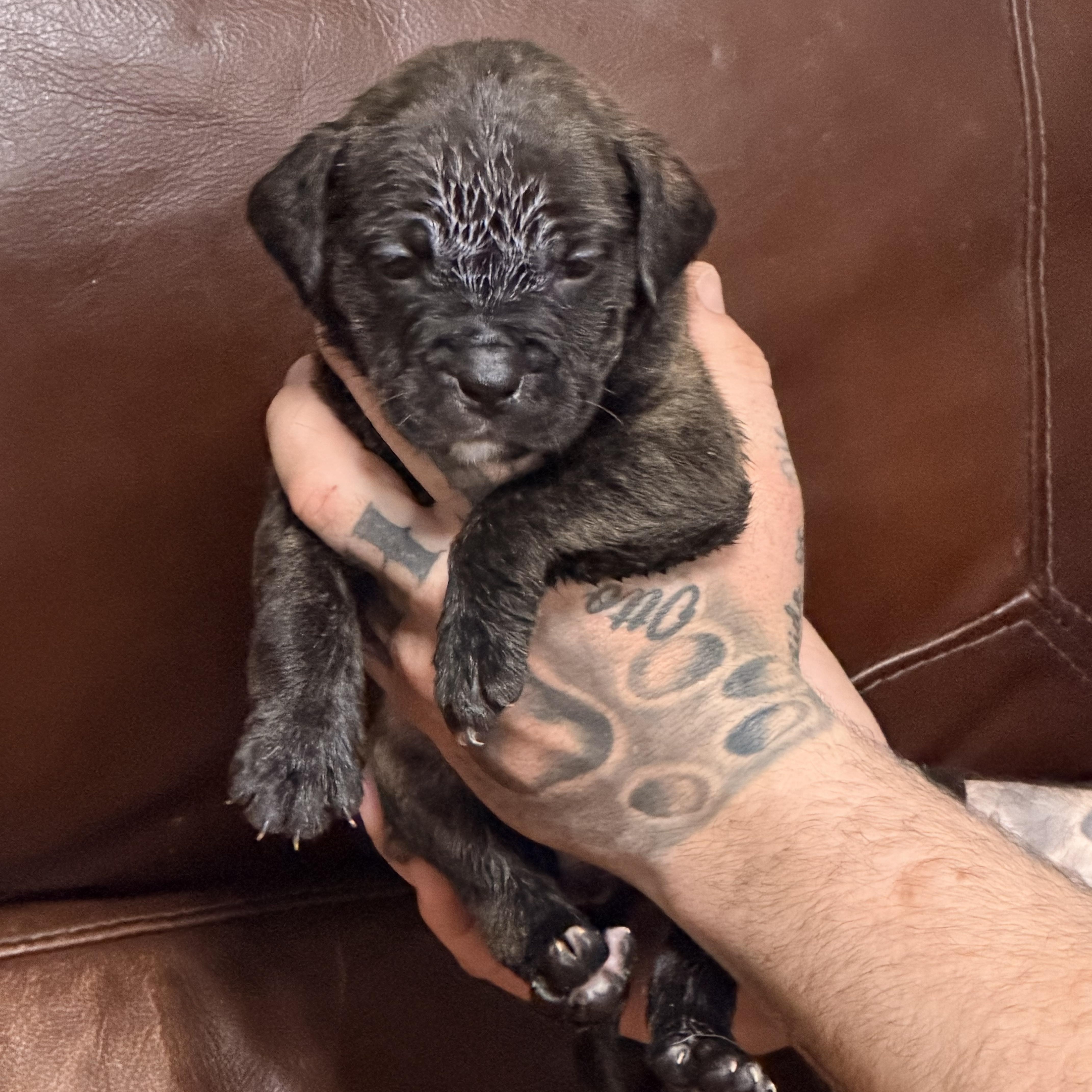 Enlarge Gidget, a ADOPTABLE mixed breed in Wilmington, IL image 3/4