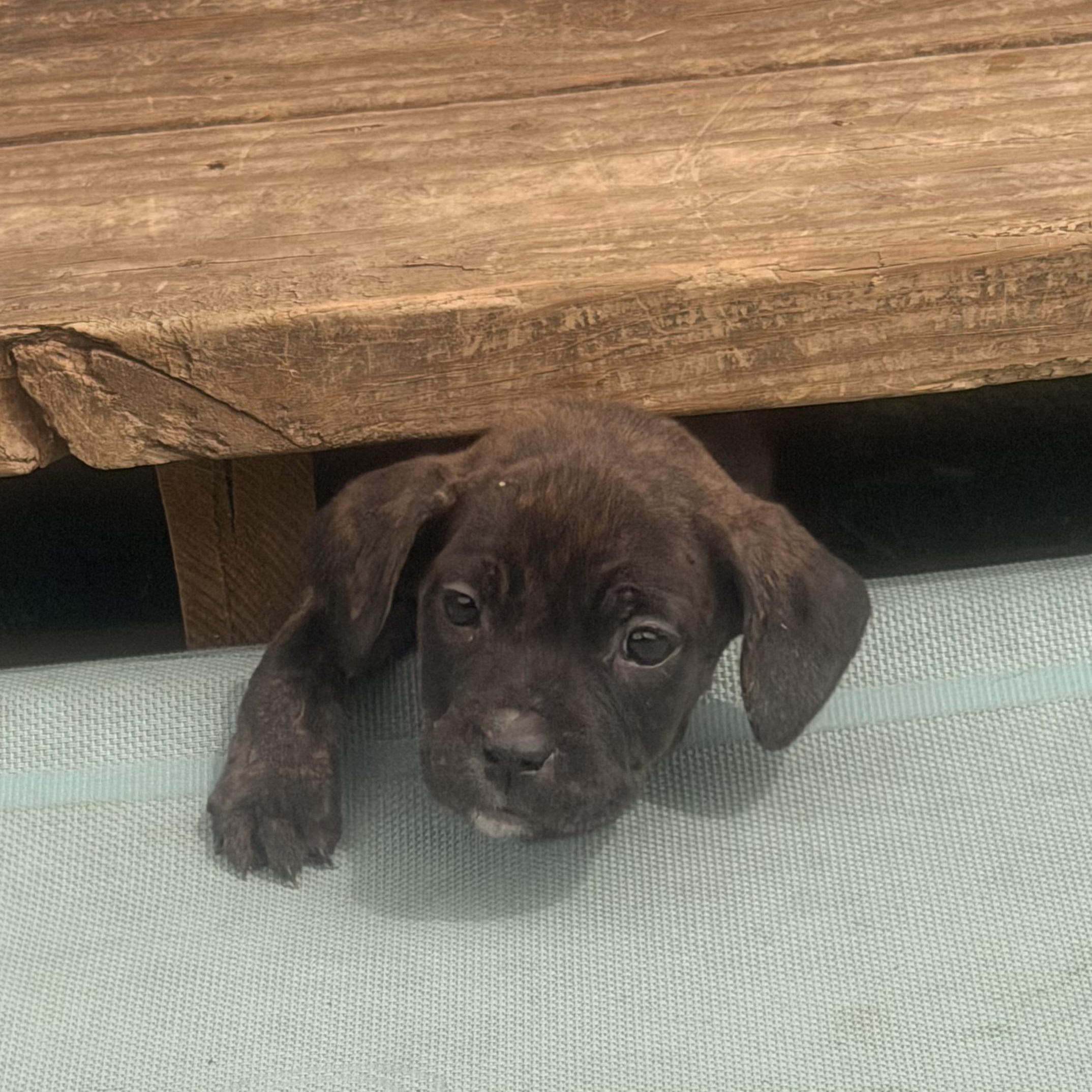 Gidget, ADOPTABLE, Puppy Female Pit Bull Terrier & Hound.