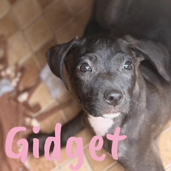 Enlarge Gidget, a ADOPTABLE mixed breed in Wilmington, IL image 3/5