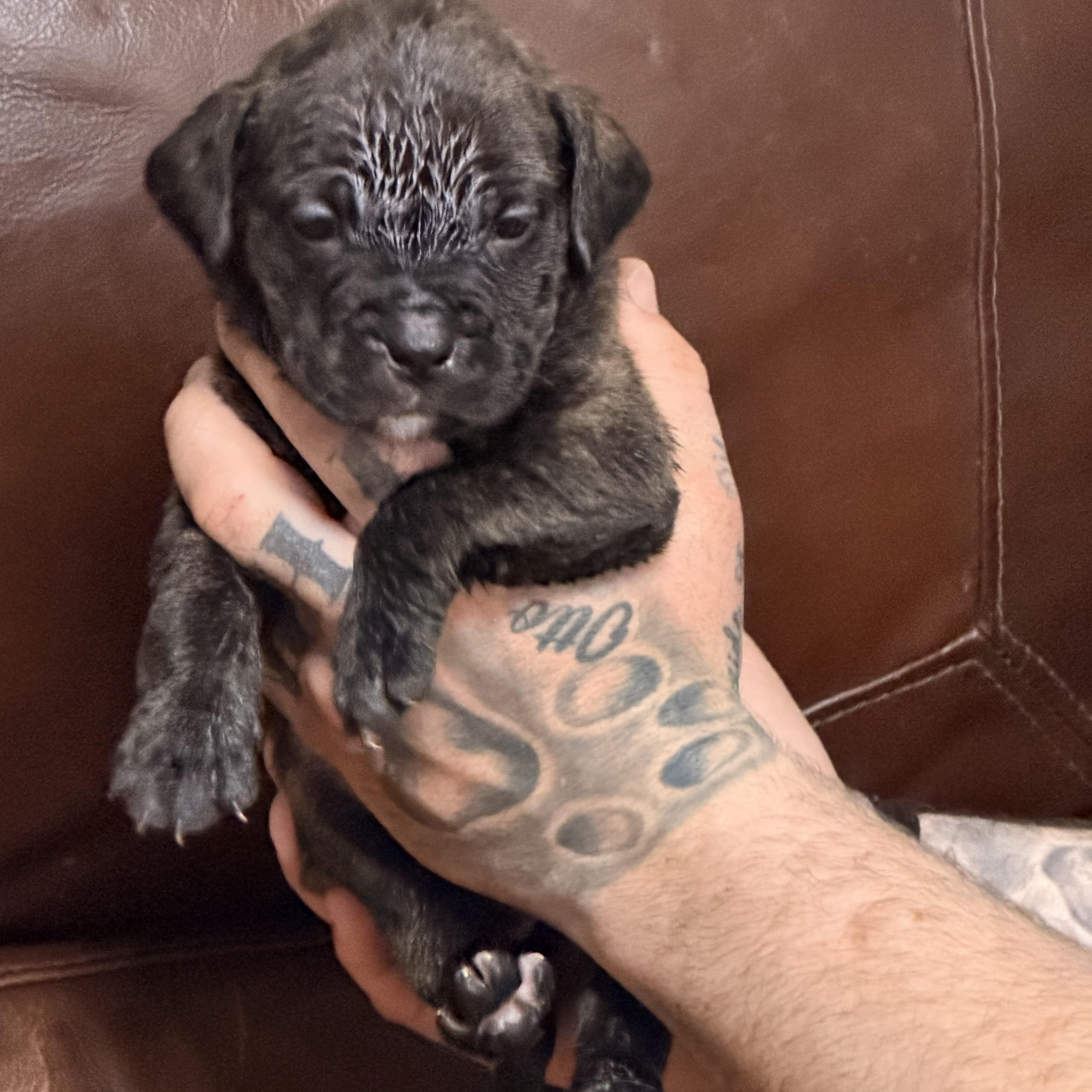 Enlarge Gidget, a ADOPTABLE mixed breed in Wilmington, IL image 4/4