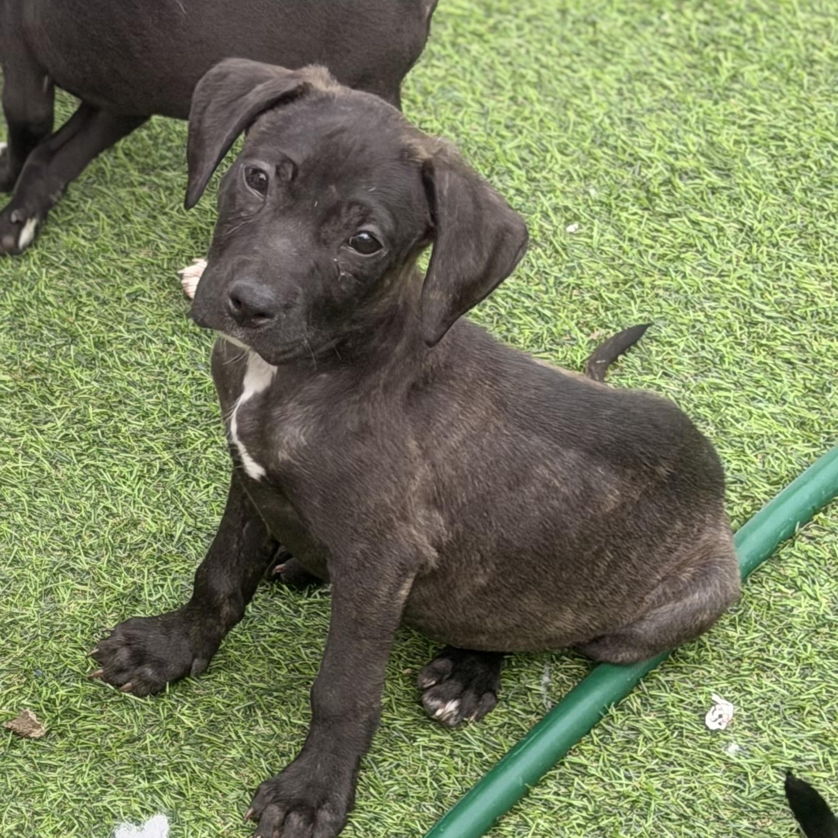 Enlarge Gidget, a ADOPTABLE mixed breed in Wilmington, IL image 2/5