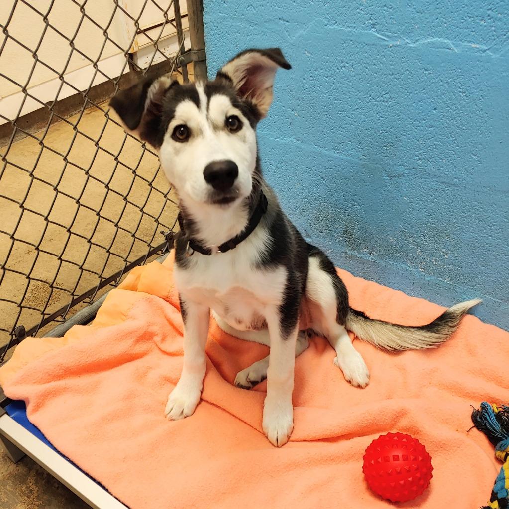 Enlarge Ripley, a Adopted mixed breed in Sunrise Beach, MO image 1/1