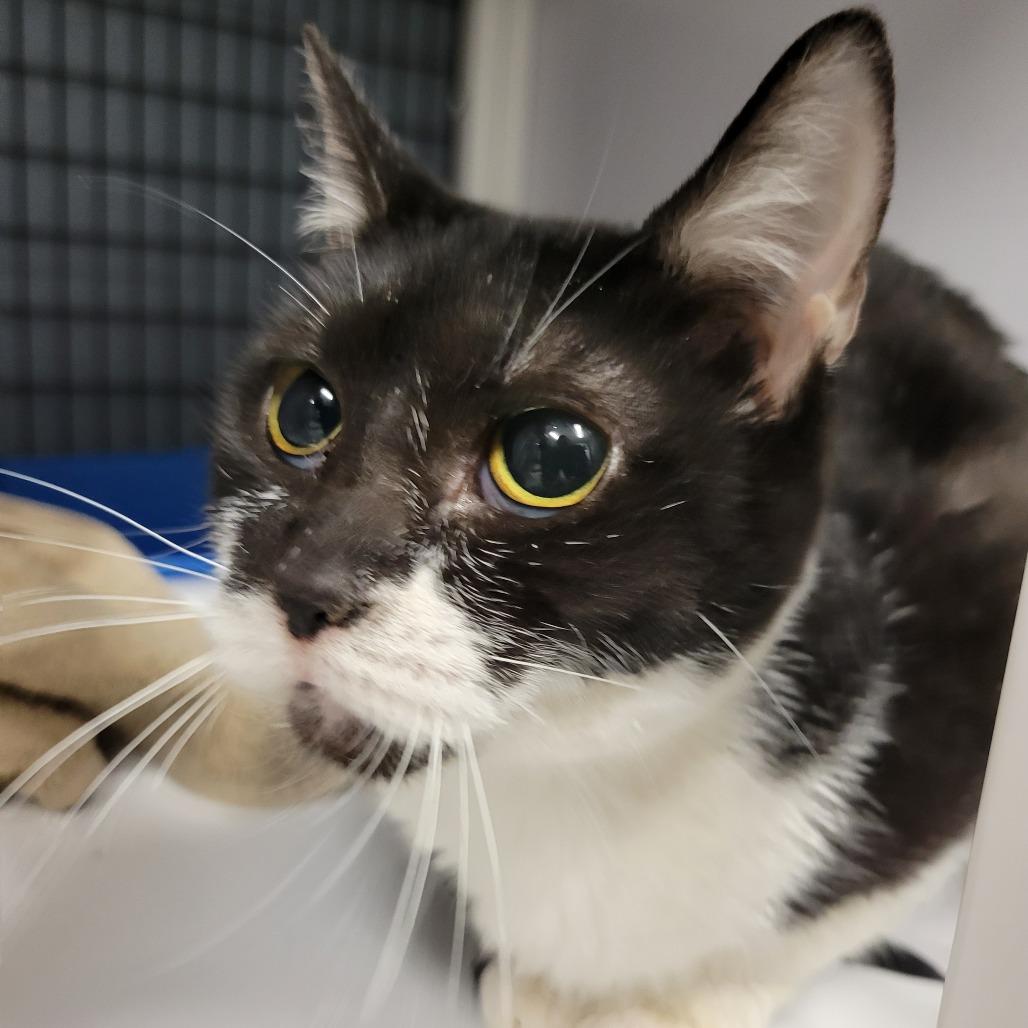 Enlarge Daisy, a Adoptable Domestic Short Hair in Fredericksburg, VA image 1/6