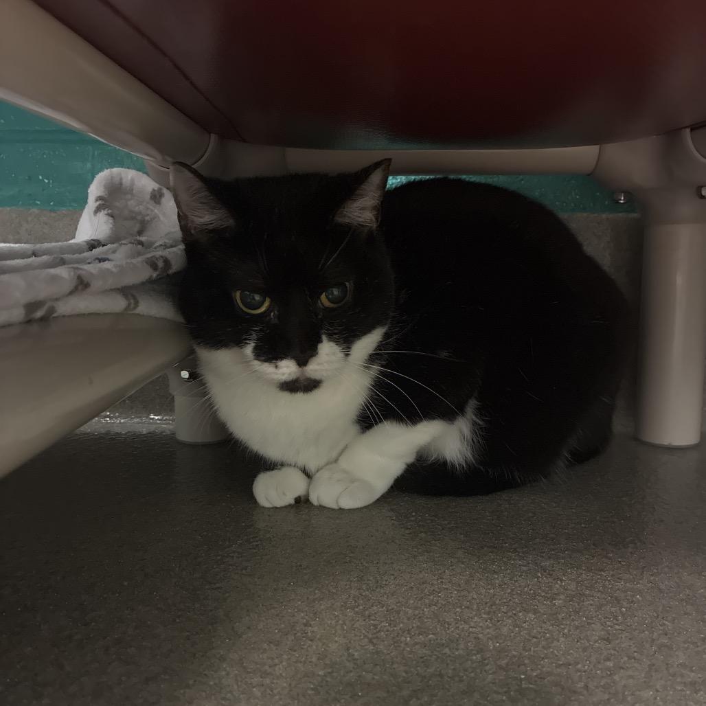 Enlarge Daisy, a Adoptable Domestic Short Hair in Fredericksburg, VA image 2/6