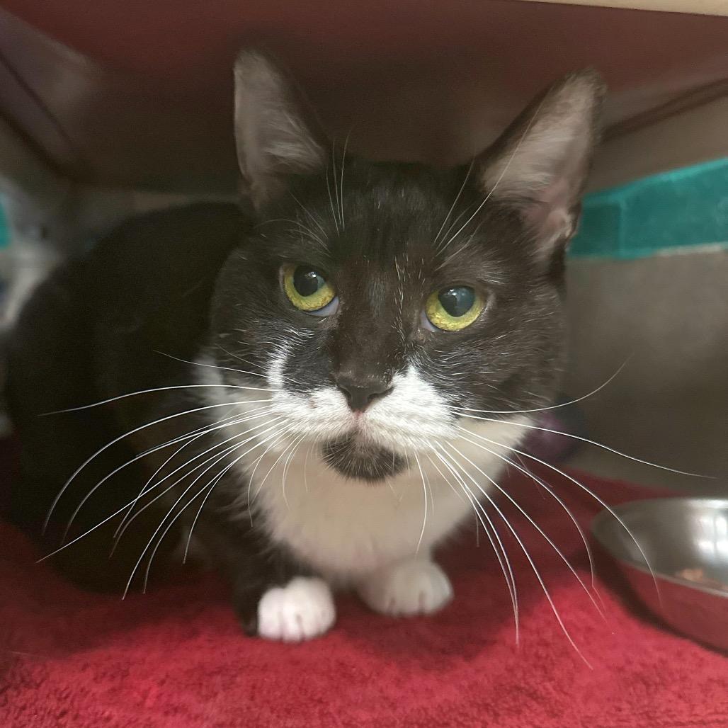 Enlarge Daisy, a Adoptable Domestic Short Hair in Fredericksburg, VA image 3/6