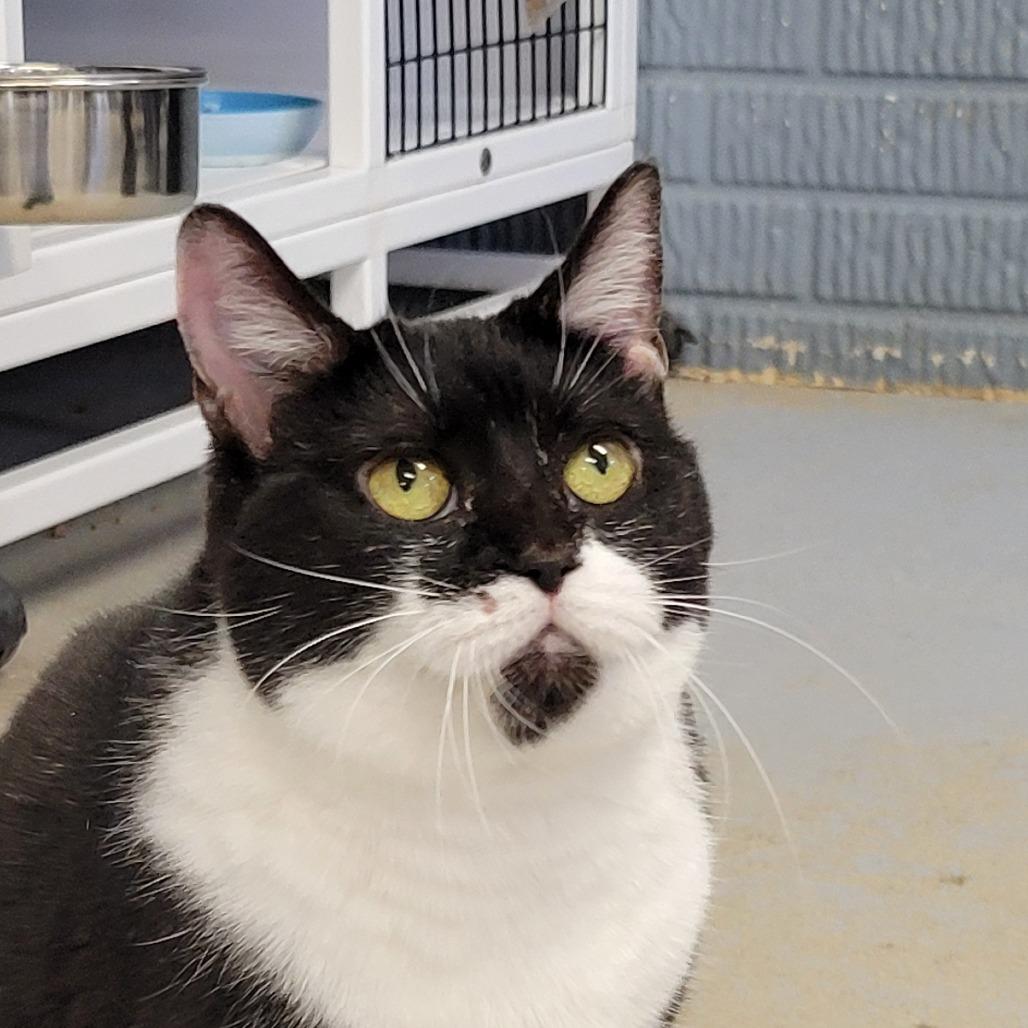 Enlarge Daisy, a Adoptable Domestic Short Hair in Fredericksburg, VA image 4/6