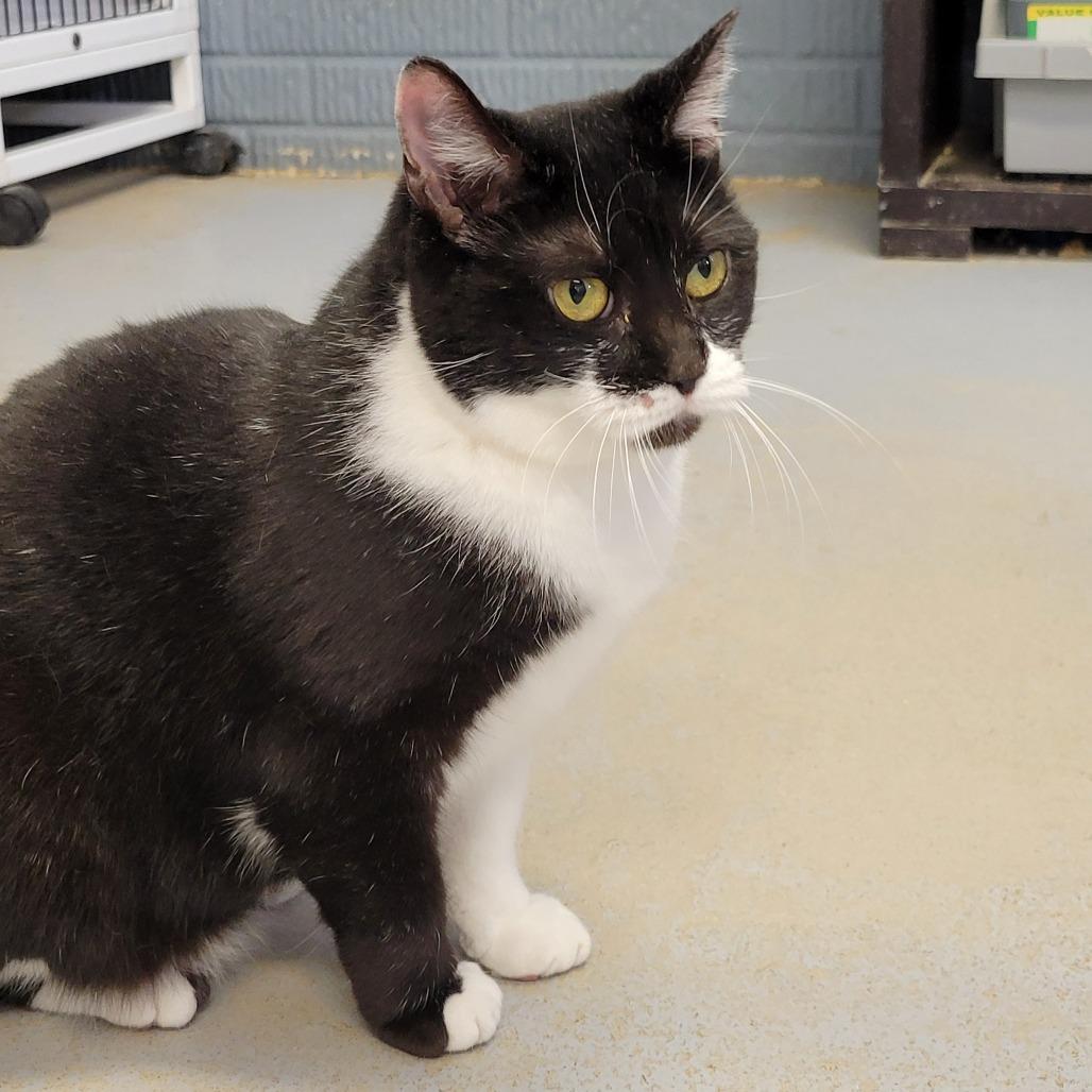 Enlarge Daisy, a Adoptable Domestic Short Hair in Fredericksburg, VA image 6/6
