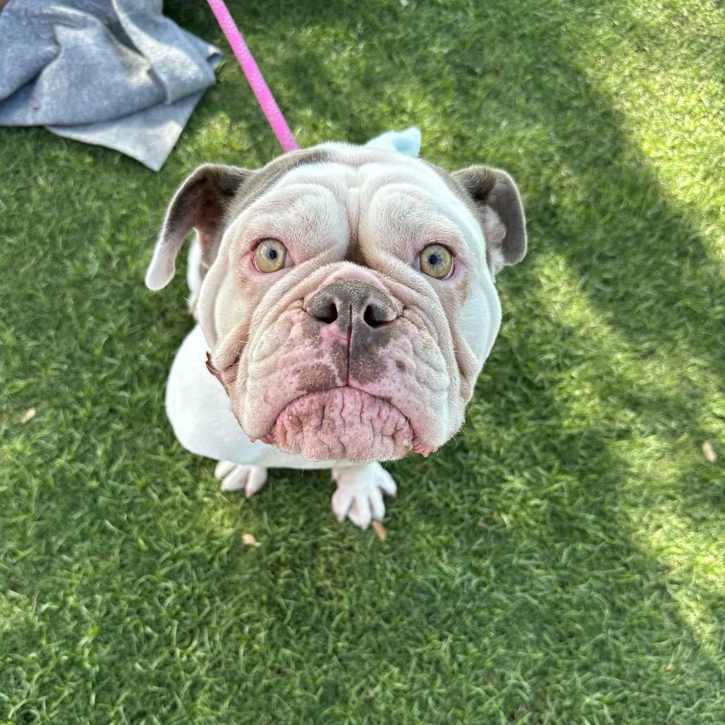 Tootsie, Adoptable, Adult Female English Bulldog & French Bulldog.