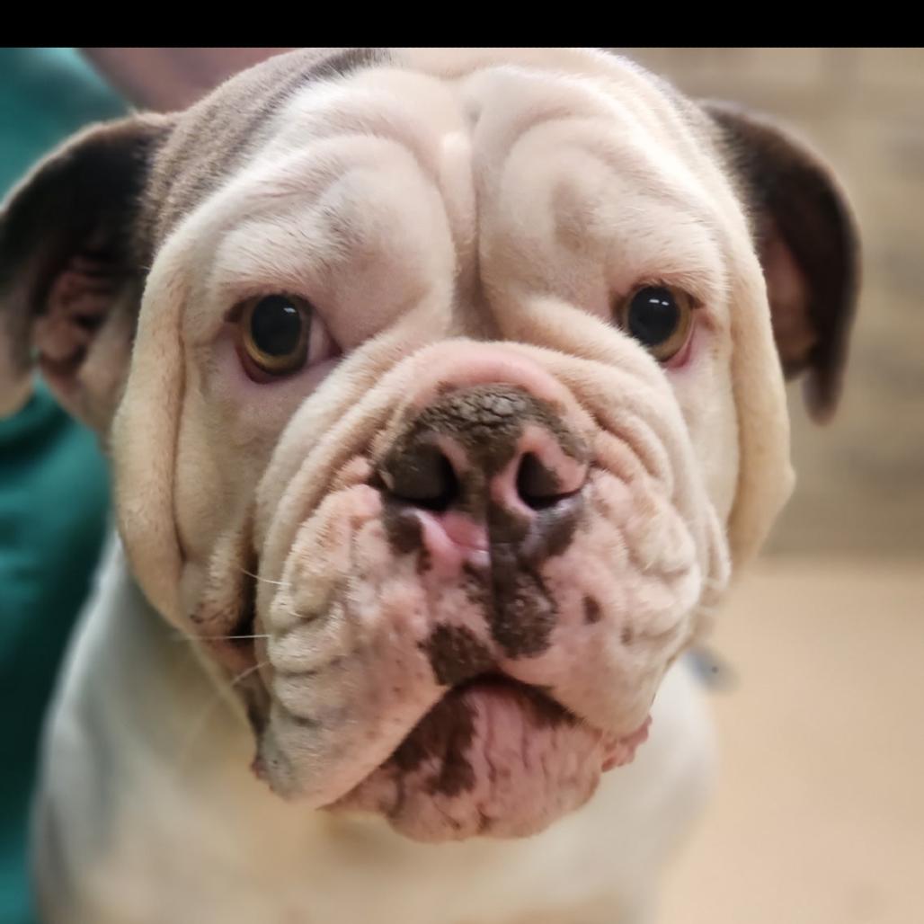 Enlarge Tootsie, a Adoptable mixed breed in Phoenix, AZ image 2/6