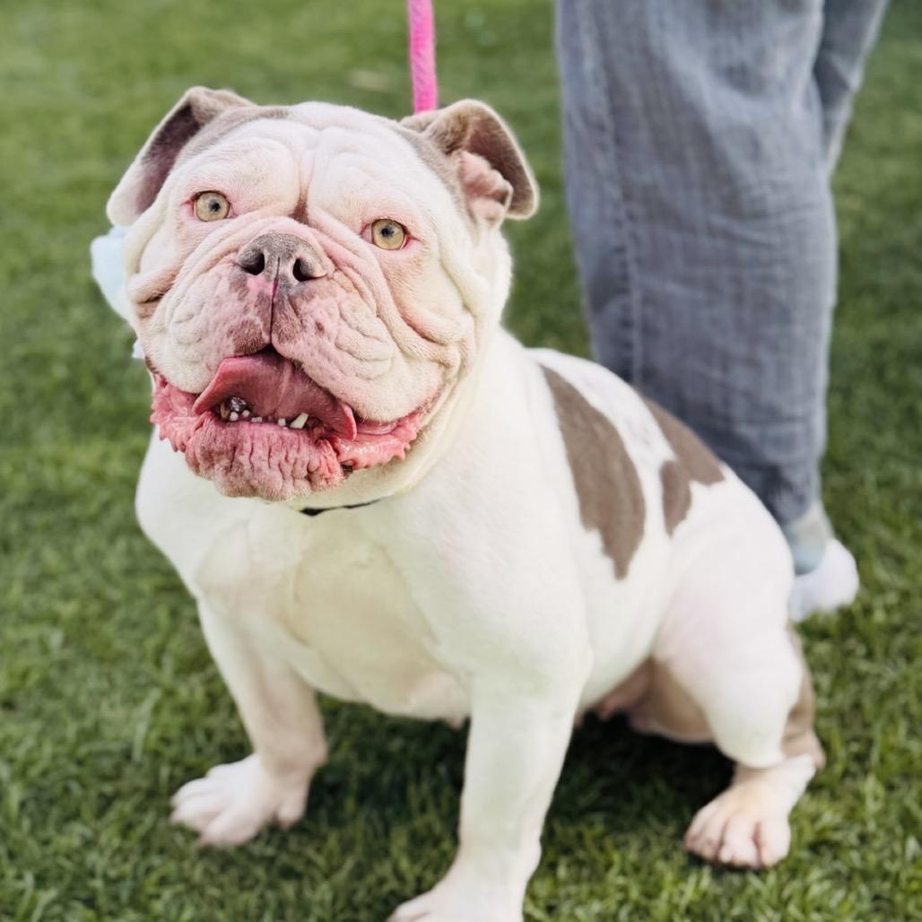 Enlarge Tootsie, a Adoptable mixed breed in Phoenix, AZ image 3/6