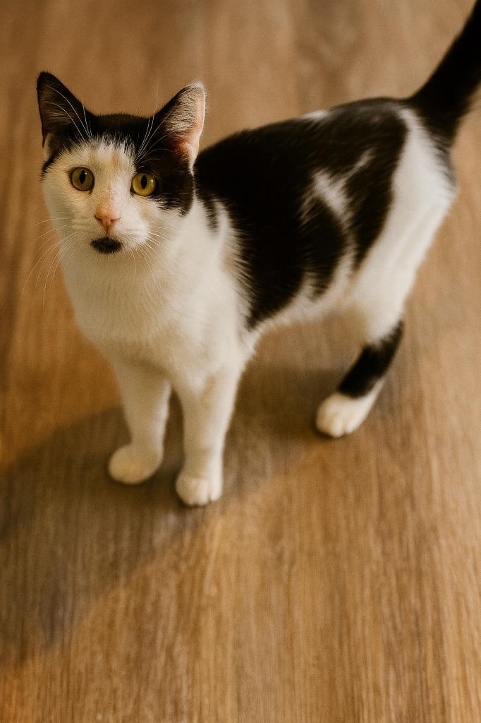 Enlarge Goat, a Adoptable mixed breed in Hardeeville, SC image 1/1