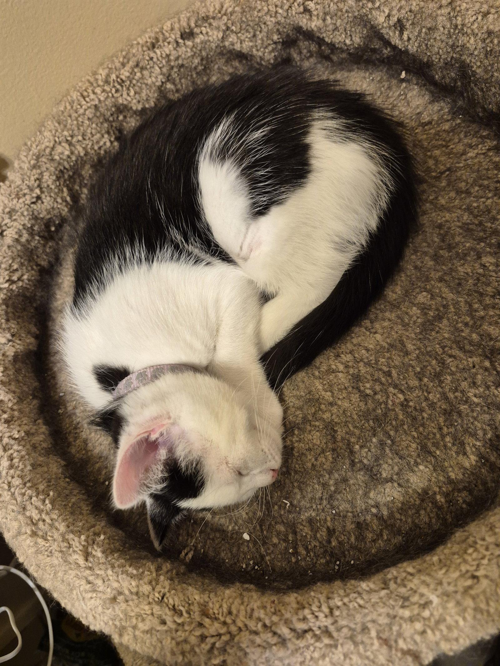 Enlarge Aberdeen, a Adoptable Domestic Short Hair in Ocean Pines, MD image 1/1