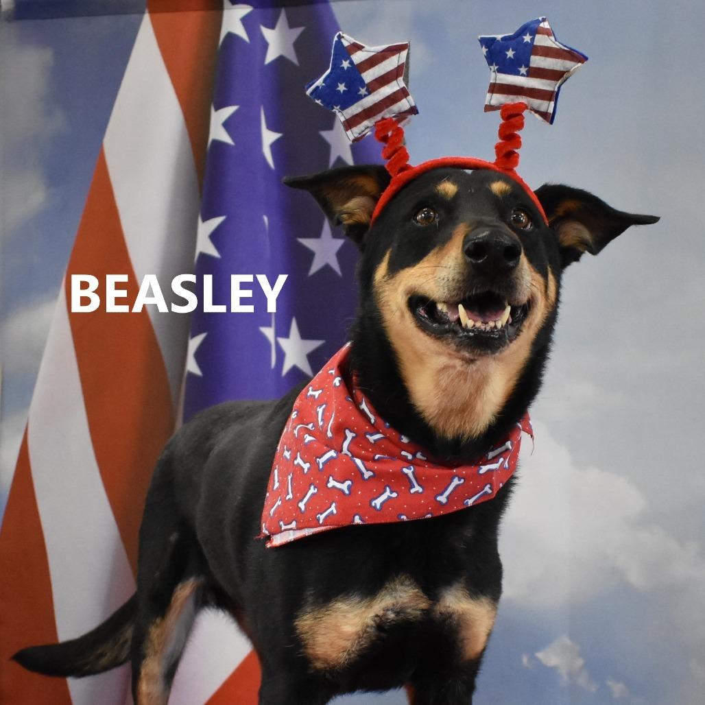 Enlarge Beasley, a Adoptable mixed breed in Yuma, AZ image 1/3